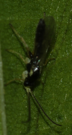 Ichneumonidae: probabilmente un maschio di Orthocentrinae